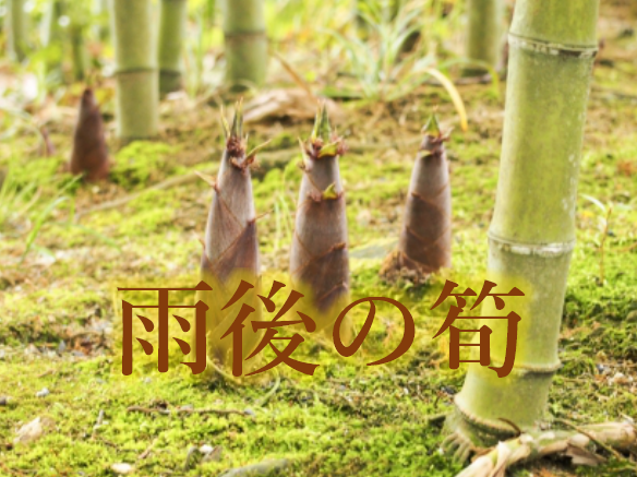 後の筍 ことわざの意味と使い方を解説する